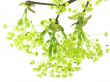 fresh, green branch