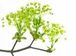 fresh, green branch