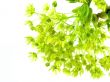 fresh, green branch