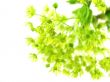 fresh, green branch