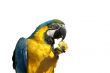 Parrot