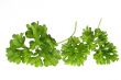 Top of parsley