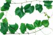 Leafs