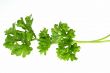 Top of parsley