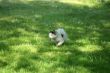 Cat is hunting on meadow