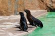 Seal