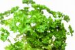 Top of parsley