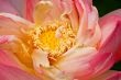 Unfolding Lotus