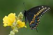 Black Swallowtail Butterfly