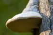 nature polyporus