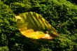 yellow leaff on moss