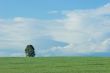 The lonely tree