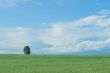 The lonely tree