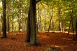 Beech forest