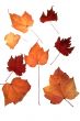 Autumn leafs