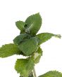 Mint leafs