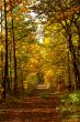 Autumn road