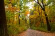 Autumn road
