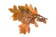 Autumn leafs