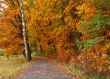 Fall way