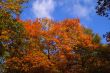 Colorful trees