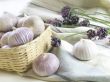 Purple Garlic