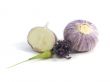 Purple Garlic