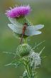 Dew Covered Dragonfly