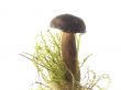mushrooms