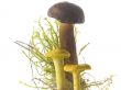 mushrooms