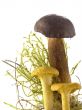 mushrooms