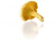 mushrooms