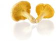 mushrooms