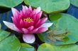 Pink Water Lily and Green Frog