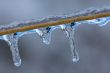 Icicles on Grass Stem