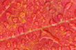 Raindrops on Maple Leaf