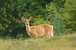 Summer Fawn