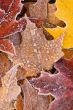Frosted Maple Leaves