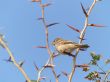 Sparrow