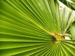 Mexican Fan Palm
