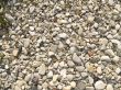 Smooth river stone