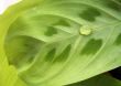 waterdrop on leaf