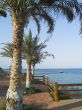 Palms and beach