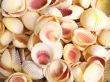 Seashells