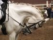 Head of a horse