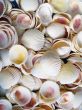 Seashells