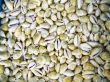 Seashells cowrie