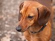 Daschund Dog