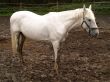 melancholy white horse
