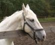 Head of a horse